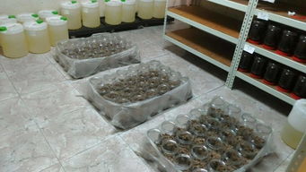 食品厂回收再利用狗饲料袋分装茶叶，食品安全堪忧